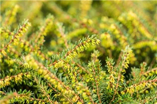 Erica darleyensis 'Kramer´s Rote' - Winterblühende Heide 'Kramer's Rote'