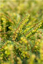 Erica darleyensis 'Kramer´s Rote' - Winterblühende Heide 'Kramer's Rote'