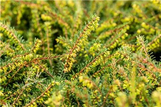 Erica darleyensis 'Kramer´s Rote' - Winterblühende Heide 'Kramer's Rote'