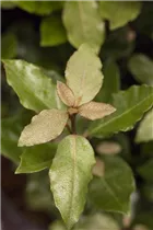 Elaeagnus x ebbingei 'Compacta' - Immergrüne Ölweide 'Compacta' Elaeagnus x ebbingei 'Compacta' - Immergrüne Ölweide 'Compacta'