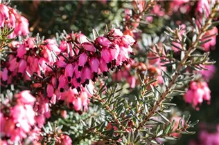 Erica darleyensis 'Pink Harmony' - Winterblühende Heide 'Pink Harmony'
