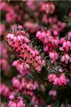 Erica darleyensis 'Pink Harmony' - Winterblühende Heide 'Pink Harmony'