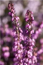 Erica darleyensis 'Rubina' - Winterblühende Heide 'Rubina'