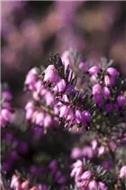 Erica darleyensis 'Rubina' - Winterblühende Heide 'Rubina'