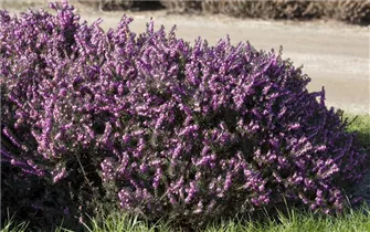 Erica darleyensis 'Rubina' - Winterblühende Heide 'Rubina'
