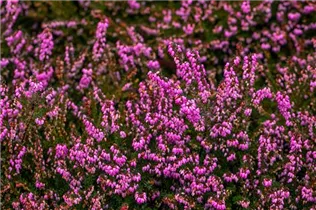 Erica darleyensis 'Rubina' - Winterblühende Heide 'Rubina'