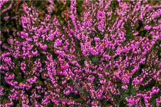Erica darleyensis 'Rubina' - Winterblühende Heide 'Rubina'