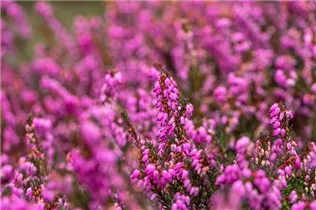 Erica darleyensis 'Rubina' - Winterblühende Heide 'Rubina'