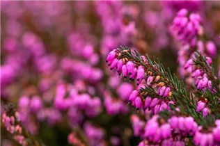 Erica darleyensis 'Rubina' - Winterblühende Heide 'Rubina'