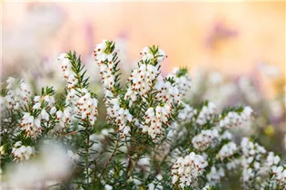 Erica darleyensis 'Silberschmelze' - Winterblühende Heide 'Silberschmelze'