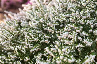 Erica darleyensis 'Silberschmelze' - Winterblühende Heide 'Silberschmelze'