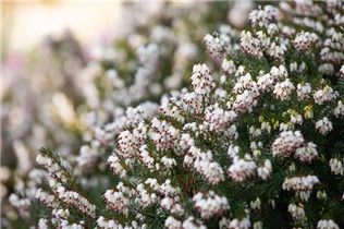 Erica darleyensis 'Silberschmelze' - Winterblühende Heide 'Silberschmelze'