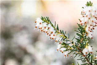 Erica darleyensis 'Silberschmelze' - Winterblühende Heide 'Silberschmelze'