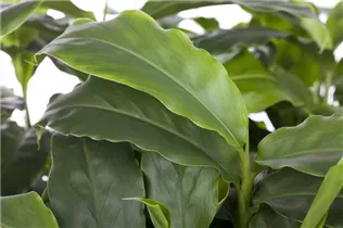 Elettaria cardamomum - Malabarkardamom