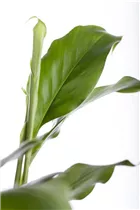 Elettaria cardamomum - Malabarkardamom