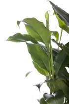 Elettaria cardamomum - Malabarkardamom