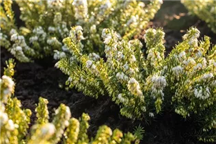 Erica darleyensis 'Snow Surprise' - Winterblühende Heide 'Snow Surprise'