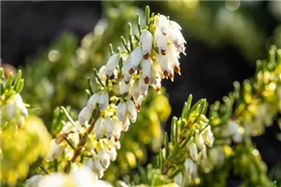 Erica darleyensis 'Snow Surprise' - Winterblühende Heide 'Snow Surprise'