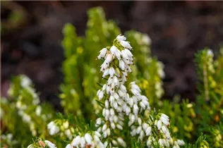 Erica darleyensis 'Snow Surprise' - Winterblühende Heide 'Snow Surprise'