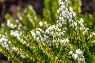 Erica darleyensis 'Snow Surprise' - Winterblühende Heide 'Snow Surprise'