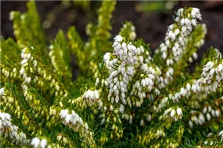 Erica darleyensis 'Snow Surprise' - Winterblühende Heide 'Snow Surprise'
