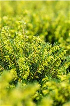Erica darleyensis 'White Perfection' - Winterblühende Heide 'White Perfection'