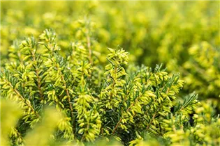 Erica darleyensis 'White Perfection' - Winterblühende Heide 'White Perfection'