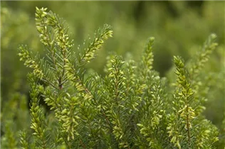 Erica darleyensis 'White Perfection' - Winterblühende Heide 'White Perfection'