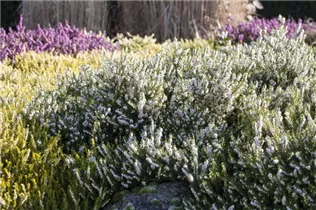 Erica darleyensis 'White Perfection' - Winterblühende Heide 'White Perfection'