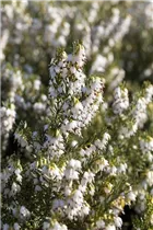 Erica darleyensis 'White Perfection' - Winterblühende Heide 'White Perfection'