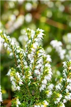 Erica darleyensis 'White Perfection' - Winterblühende Heide 'White Perfection'
