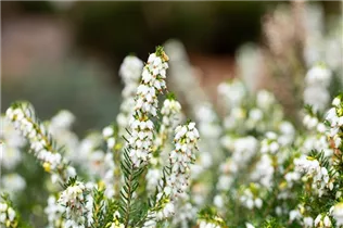 Erica darleyensis 'White Perfection' - Winterblühende Heide 'White Perfection'