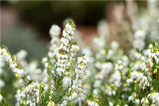 Erica darleyensis 'White Perfection' - Winterblühende Heide 'White Perfection'