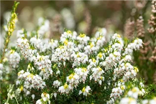 Erica darleyensis 'White Perfection' - Winterblühende Heide 'White Perfection'
