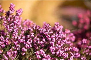 Erica darleyensis 'Winter Surprise' - Winterblühende Heide 'Winter Surprise'