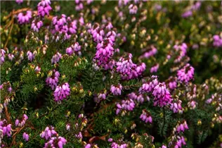 Erica darleyensis 'Winter Surprise' - Winterblühende Heide 'Winter Surprise'