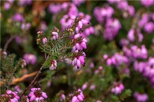 Erica darleyensis 'Winter Surprise' - Winterblühende Heide 'Winter Surprise'