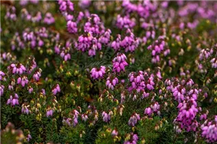 Erica darleyensis 'Winter Surprise' - Winterblühende Heide 'Winter Surprise'