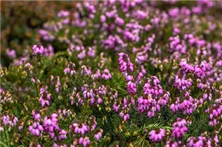 Erica darleyensis 'Winter Surprise' - Winterblühende Heide 'Winter Surprise'