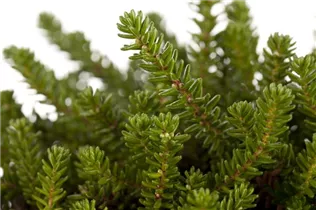Empetrum nigrum 'Bernstein' - Krähenbeere 'Bernstein' Empetrum nigrum 'Bernstein' - Krähenbeere 'Bernstein'