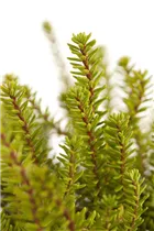 Empetrum nigrum 'Bernstein' - Krähenbeere 'Bernstein' Empetrum nigrum 'Bernstein' - Krähenbeere 'Bernstein'