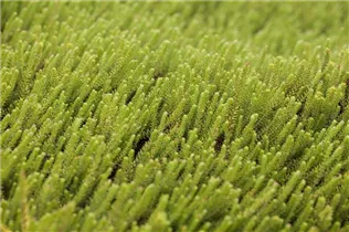 Empetrum nigrum 'Bernstein' - Krähenbeere 'Bernstein' Empetrum nigrum 'Bernstein' - Krähenbeere 'Bernstein'