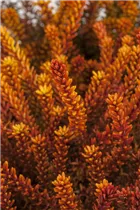 Empetrum nigrum 'Bernstein' - Krähenbeere 'Bernstein' Empetrum nigrum 'Bernstein' - Krähenbeere 'Bernstein'