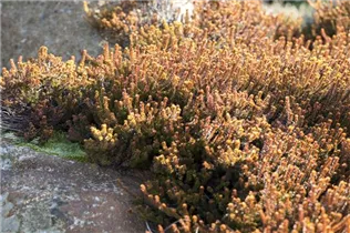 Empetrum nigrum 'Bernstein' - Krähenbeere 'Bernstein' Empetrum nigrum 'Bernstein' - Krähenbeere 'Bernstein'