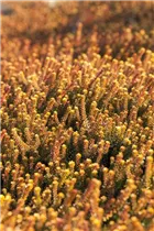 Empetrum nigrum 'Bernstein' - Krähenbeere 'Bernstein' Empetrum nigrum 'Bernstein' - Krähenbeere 'Bernstein'