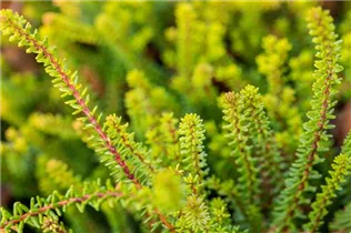 Empetrum nigrum 'Bernstein' - Krähenbeere 'Bernstein' Empetrum nigrum 'Bernstein' - Krähenbeere 'Bernstein'