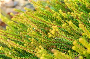 Empetrum nigrum 'Bernstein' - Krähenbeere 'Bernstein' Empetrum nigrum 'Bernstein' - Krähenbeere 'Bernstein'