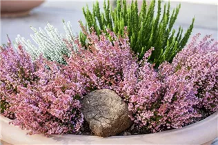 Erica gracilis - Glockenheide Erica gracilis - Glockenheide