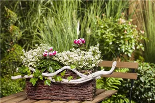 Erica gracilis - Glockenheide Erica gracilis - Glockenheide