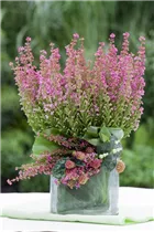 Erica gracilis - Glockenheide Erica gracilis - Glockenheide